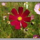 신평중학교 이미지