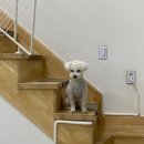 댕구르르 이미지