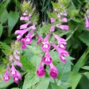 꿈꾸는 농장 이미지