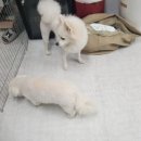 뽀댕뽀댕 이미지