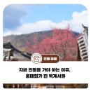 묵계서원 | 지금 안동을 가야 하는 이유, 홍매화가 핀 묵계서원