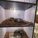 게코모아 | 위례이색카페 하원후 가볼만한곳 위례게코샵 티라노 아기랑 다녀온 후기