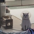 동물병원 누리에뜰 이미지