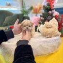 데려가개 | 광주강아지분양 애견분양 데려가개가 진리