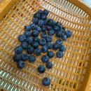 오도산펜션 이미지