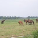 우정목장 이미지