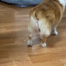 바로슬동물병원 이미지