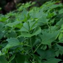 도감민박 이미지