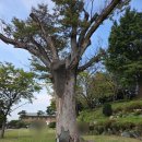 (천주교)평택성당 담장 | 아산 공세리성당ㅣ아산가볼만한곳