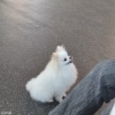 해피 애견 놀이방 | [ 광주 북구 ] 강아지 애견카페 ｜ 마이힙독