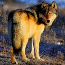 늑대PC방 이미지