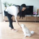 해피독 이미지