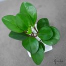 페페로미아 이미지