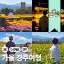COSMOS/별,꽃 | 입추 시작! 가을 경주에는 무슨 꽃이 기다릴까? 여행코스 정리해 봄!