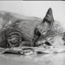 허브애견 이미지