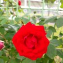 한장미아파트 이미지