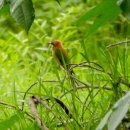 치앙마이의 새14 - Chestnut headed bee eater 이미지