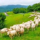 햇살마루목장 이미지