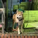 맛그랑치킨 | [대전] 변동 한 마리 가격에 두 마리 먹을 수 있는 가성비 치킨집_맛그랑치킨