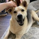 멍멍이가족 이미지