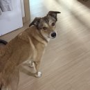 11545-08-00-33 | 13kg 중형견과 제주도 비행기 탑승 후기 (김포공항 → 제주 | 대한항공 반려견 탑승 실제 과정)