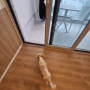 강남해안로 | 여수 애견동반 펜션 추천: 오션뷰가 예술인 '그리다리조트' 방문 후기