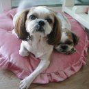 몽이냥이 이미지
