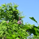 꽃개회나무, 정향나무, 아구장나무, 함박꽃나무, 금강초롱꽃, 바람꽃 이미지