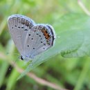 나비잠자리 이미지