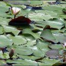 비자나무아래집 이미지