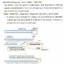 통합 이론편 2권 11. DNA 구조와 복제 - 164p. 텔로머레이스의 텔로미어 합성 시기 이미지