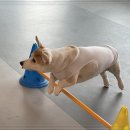 강아지 호텔 이미지