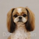 독스앤휴먼 이미지