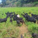 푸른농장 이미지