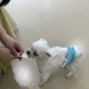디아동물병원 | 개포동 디아동물병원, 작별 인사