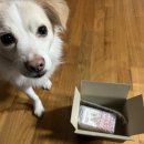 이뮤노팜 이미지