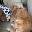 더 샵 동물메디컬센터 이미지