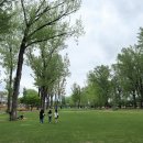 미루나무 이미지