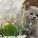 나라애견본점 이미지