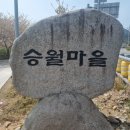 주치경로당 | 여수 돌산 벚꽃명소 승월마을