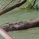 소베라니아 | [파나마 이민] 파나마 운하 안쪽에 위치한 가툰 호수(Gatun lake) 보트 투어