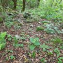 꽃송이가 이미지