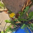 민들레 소극장 이미지