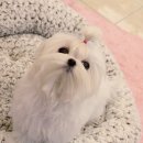 우아한강아지 이미지