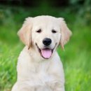 플레이 바우 이미지