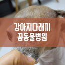 노형 꿈 동물병원 이미지