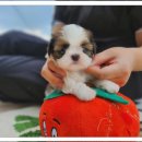 시츄언니 이미지