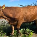 국립축산과학원 한우연구소 이미지