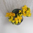 정원시장 | 유니정원 양재꽃시장 프리지아 생화 후기 ㅣ 은은한 향기 좋은 꽃, 집에두는꽃 신혼집 분위기 살리기