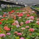 국화농장 이미지